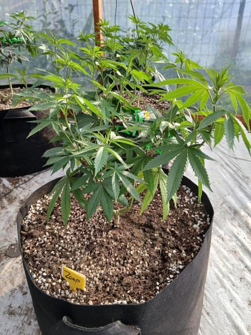 ZOAP greenhouse CO run. Week 13