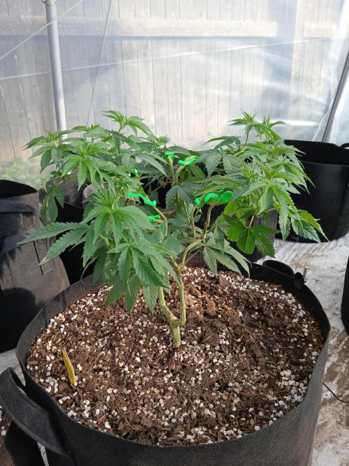 Ayahuasca Purple greenhouse CO run. Week 13