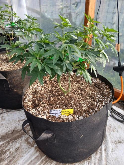 Rainbow Sherbet greenhouse CO run. Week 13