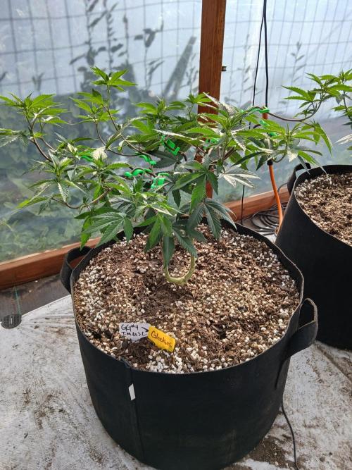 Giant Glookies greenhouse CO run. Week 13