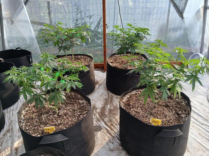 Royal Gold Kings Mix. Week 13