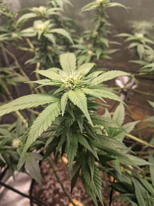 Red Runtz "hella topped". Week 16