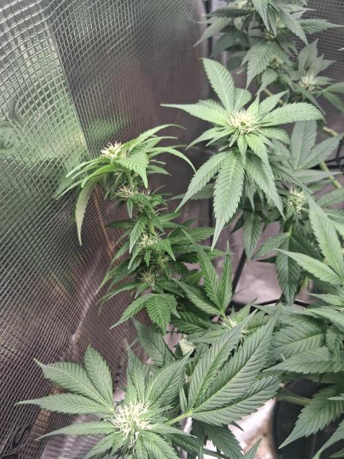 Red Runtz "hella topped". Week 16