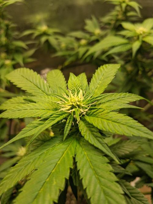 Red Runtz "hella topped". Week 16