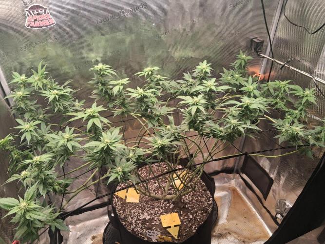Red Runtz "hella topped". Week 16