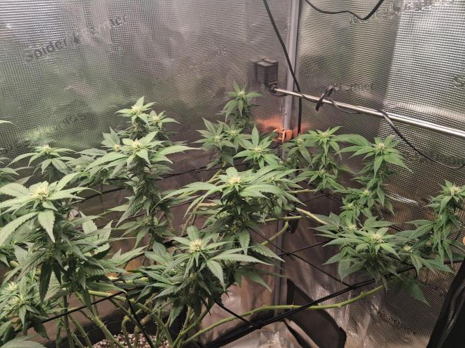 Red Runtz "hella topped". Week 16