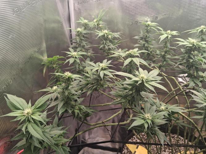 Red Runtz "hella topped". Week 16