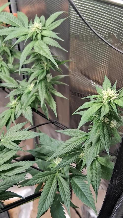 Red Runtz "hella topped"