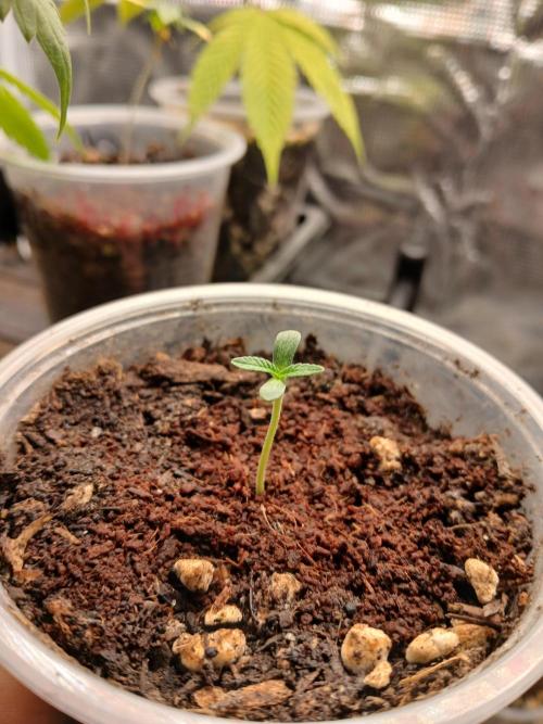 LA Kush Cake. Week 0