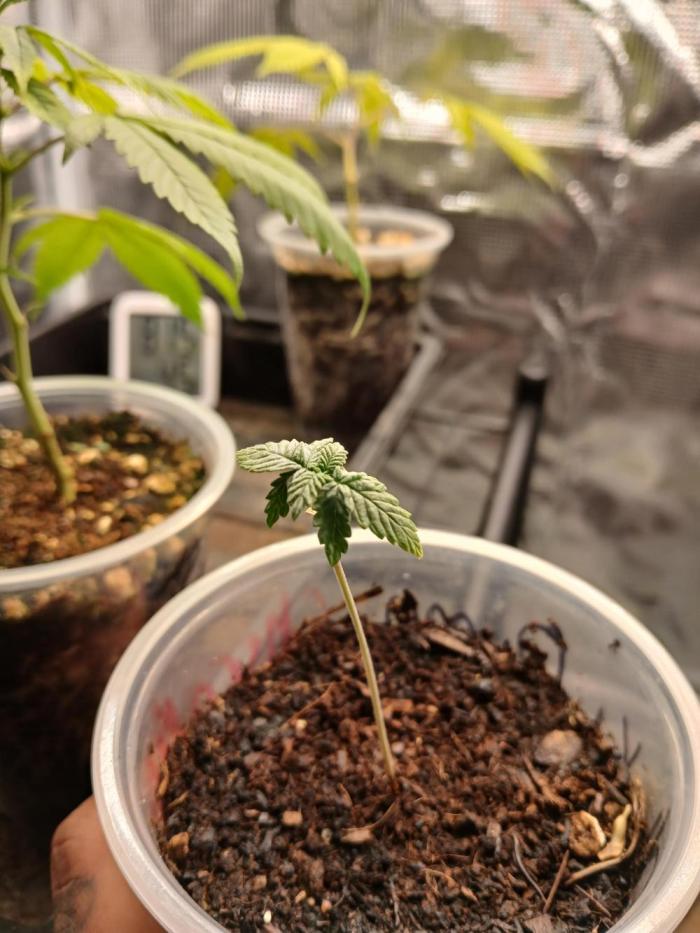Super Boof ⛽️. Week 0 - Welcome Lil one