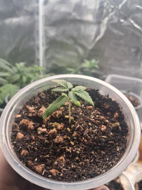 🎂 LA Kush Cake 🎂. Week 1