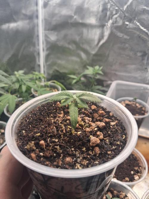 LA Kush Cake. Week 1