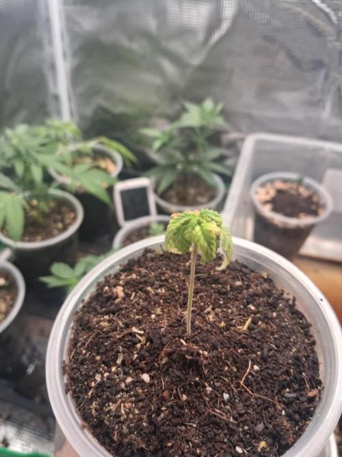 Super Boof ⛽️. Week 1