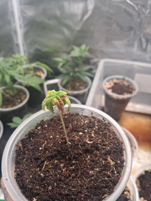 Super Boof. Week 1