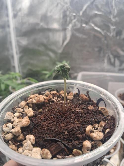 Californian Snow Auto. Week 0