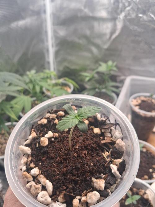 Gelato Automatic. Week 0