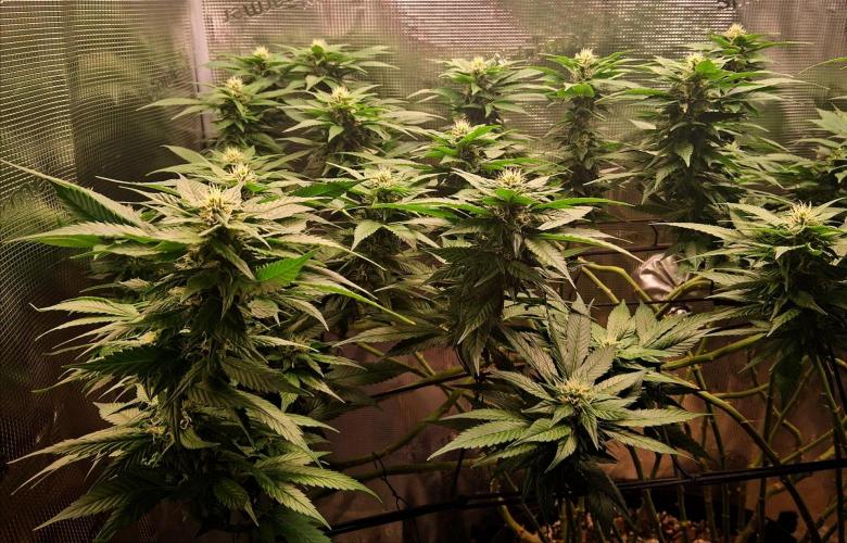 Red Runtz "hella topped". Week 17