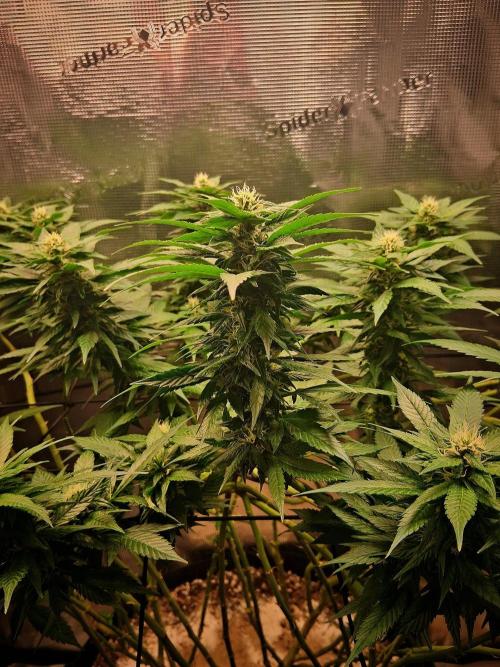 Red Runtz "hella topped". Week 17