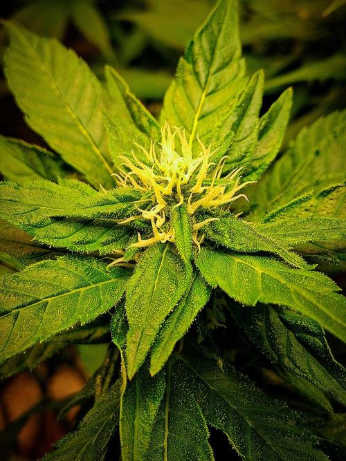 Red Runtz "hella topped". Week 17