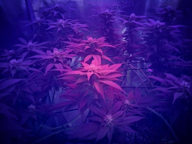 Red Runtz. Week 17