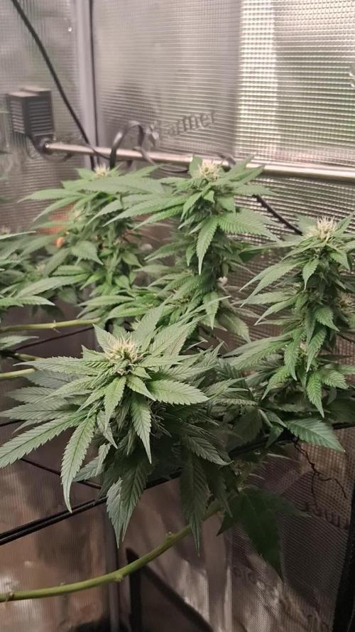 Red Runtz "hella topped"
