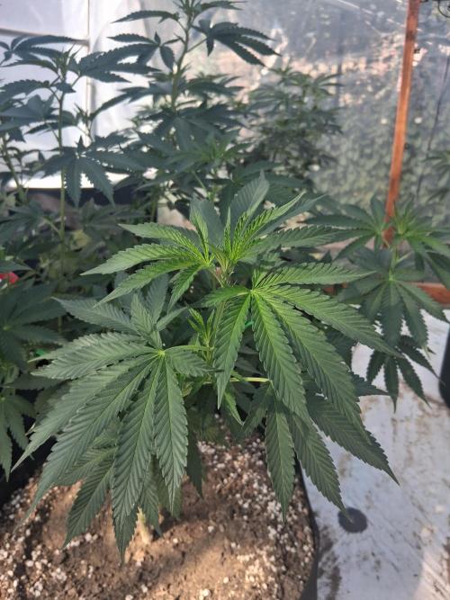 Ayahuasca Purple greenhouse CO run. Week 15