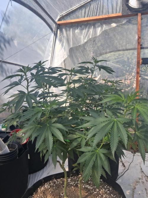 Ayahuasca Purple greenhouse CO run. Week 15