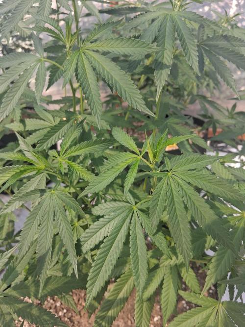 ZOAP greenhouse CO run. Week 15