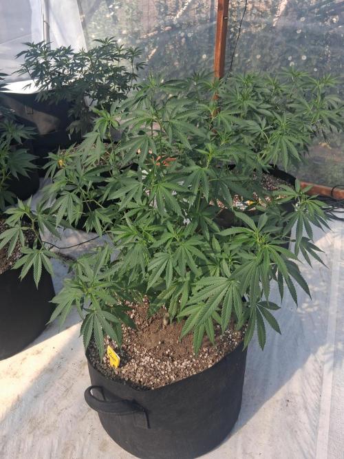 Zoap. Week 15