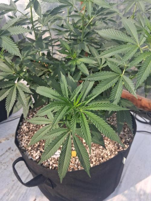 Rainbow Sherbet greenhouse CO run. Week 15