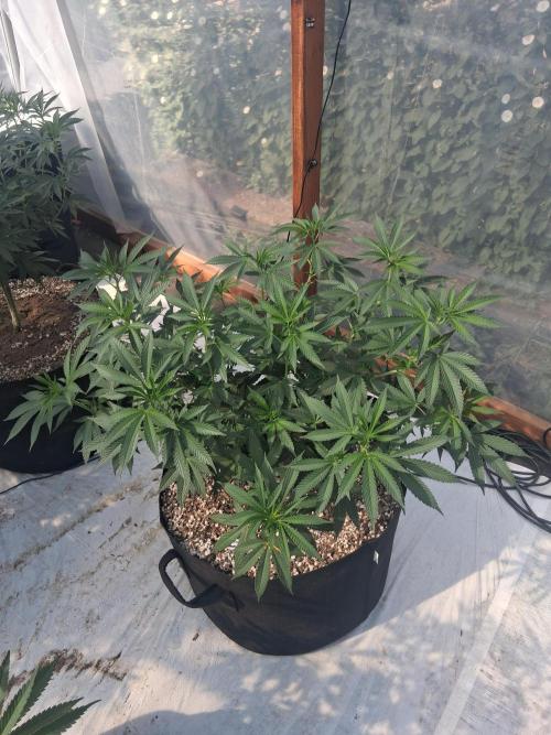 Rainbow Sherbet greenhouse CO run. Week 15