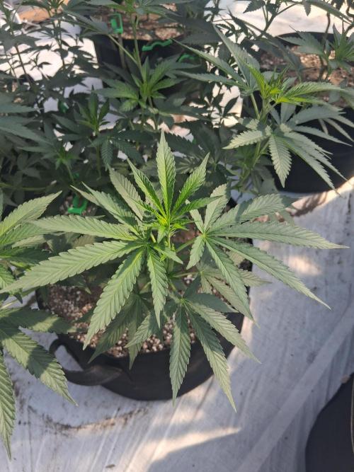 Giant Glookies greenhouse CO run. Week 15
