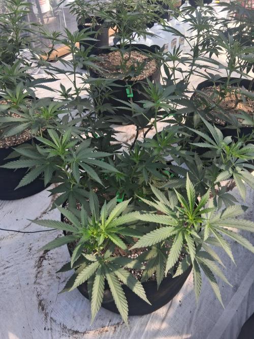 Giant Glookies greenhouse CO run. Week 15
