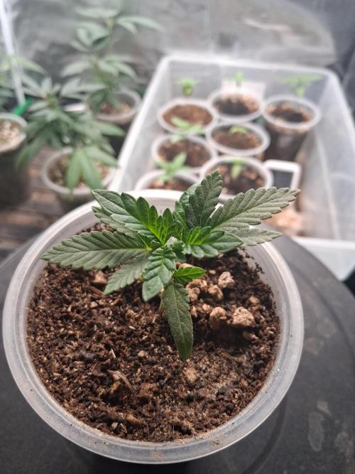 🎂 LA Kush Cake 🎂. Week 2