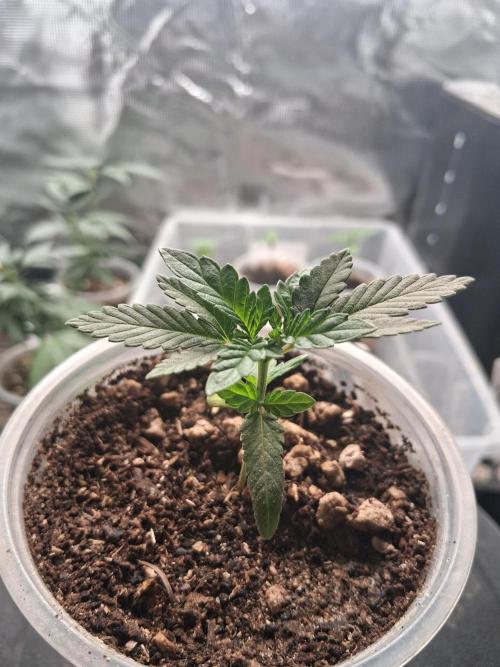 🎂 LA Kush Cake 🎂. Week 2