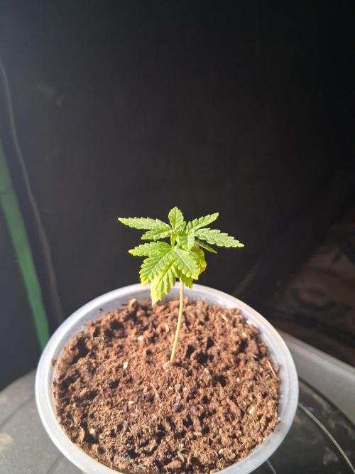 Super Boof ⛽️. Week 2
