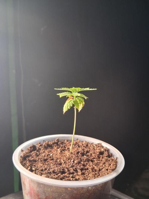 Super Boof. Week 2