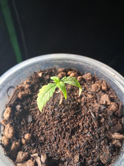 Godzilla Gorilla outdoor. Week 1