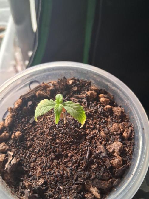 Godzilla Gorilla outdoor. Week 1