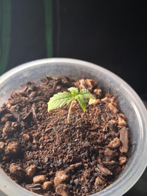 Godzilla Gorilla outdoor. Week 1