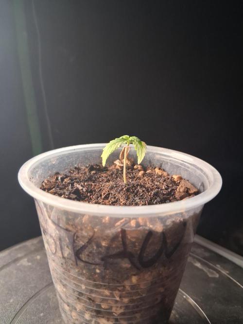 Godzilla Gorilla outdoor. Week 1