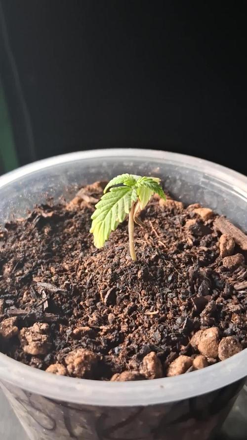 Godzilla Gorilla outdoor