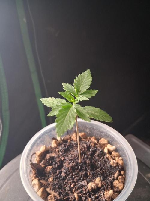 Gelato Al Fresco. Week 1