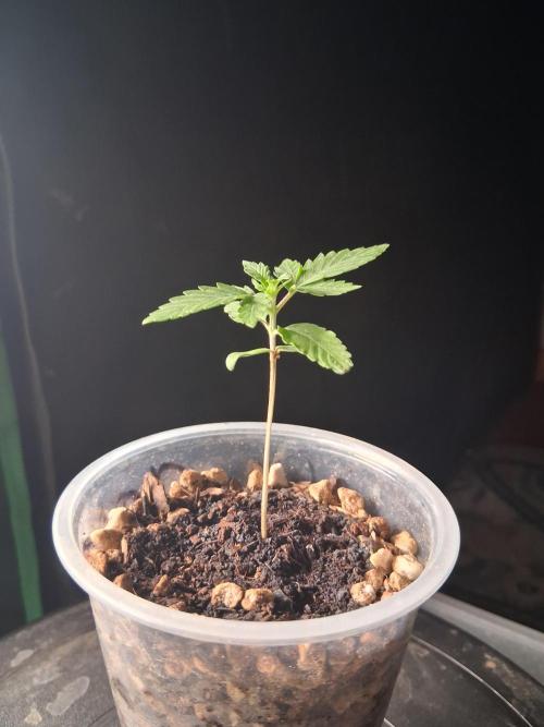 Gelato Al Fresco. Week 1