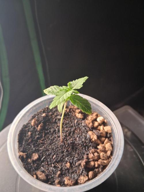 Gelato Al Fresco. Week 1