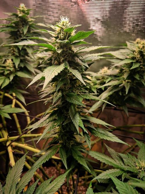 Red Runtz "hella topped". Week 18