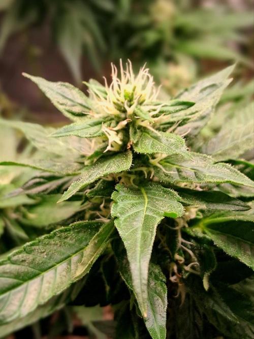 Red Runtz "hella topped". Week 18