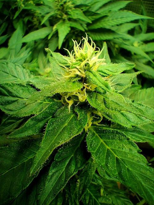 Red Runtz "hella topped". Week 18