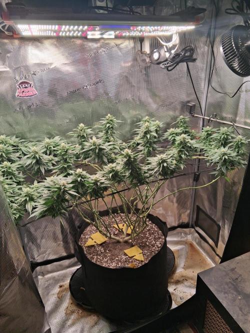 Red Runtz "hella topped". Week 18