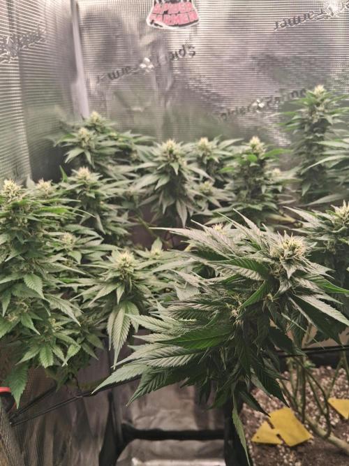 Red Runtz "hella topped". Week 18